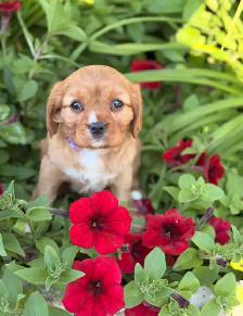 Cavalier King Charles spaniel - Photo 4