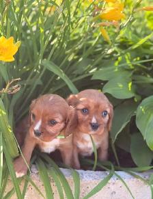 Cavalier King Charles spaniel - Photo 5