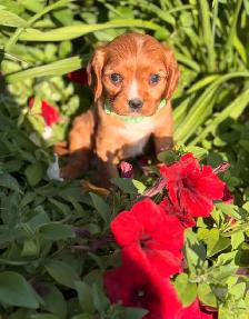 Cavalier King Charles spaniel - Photo 6
