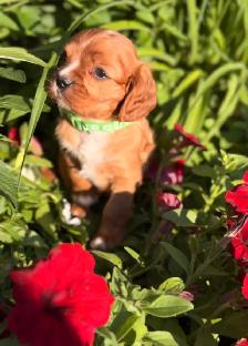 Cavalier King Charles spaniel - Photo 7