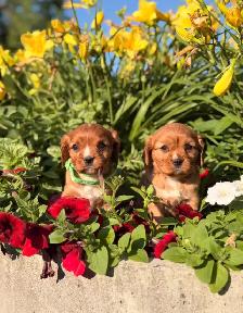Cavalier King Charles spaniel - Photo 8