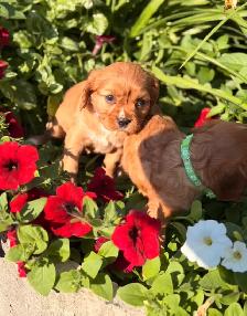 Cavalier King Charles spaniel - Photo 9