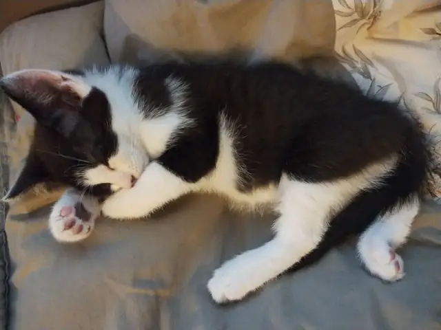 Chaton mâle noir et blanc – 3 mois – Très affectueux