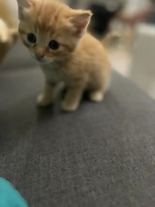kittens for sale