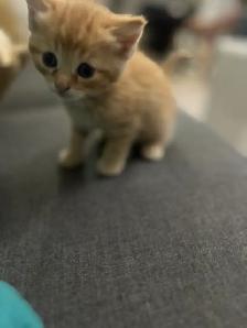 kittens for sale