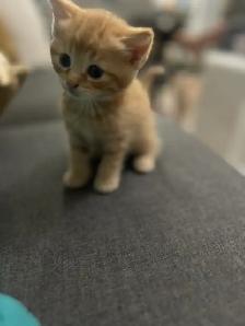 kittens for sale - Photo 2