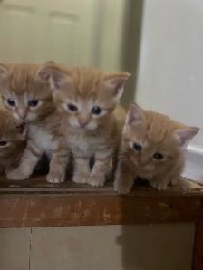 kittens for sale - Photo 3