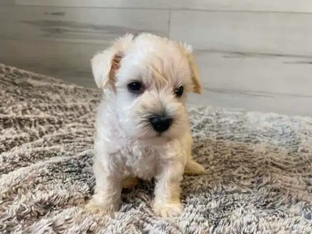 Beautiful miniature schnauzers for sale - à vendre