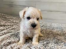 Beautiful miniature schnauzers for sale - à vendre