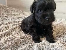 Beautiful miniature schnauzers for sale - à vendre - Photo 2