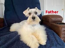 Beautiful miniature schnauzers for sale - à vendre - Photo 3