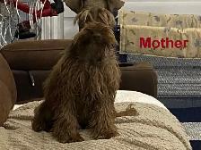 Beautiful miniature schnauzers for sale - à vendre - Photo 4