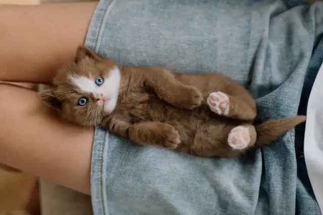 Purebred British shorthair kittens for sale