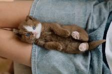 Purebred British shorthair kittens for sale