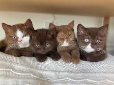 Purebred British shorthair kittens for sale - Photo 2