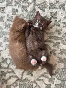 Purebred British shorthair kittens for sale - Photo 3