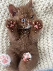 Purebred British shorthair kittens for sale - Photo 4