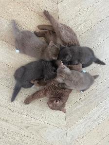 Purebred British shorthair kittens for sale - Photo 5