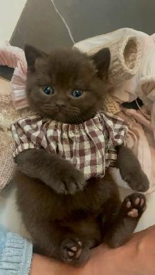 Purebred British shorthair kittens for sale - Photo 6