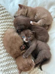 Purebred British shorthair kittens for sale - Photo 7