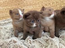 Purebred British shorthair kittens for sale - Photo 8