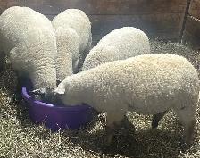 Sheep for sale Ewe Lambs for sale