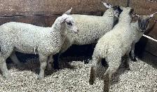 Sheep for sale Ewe Lambs for sale - Photo 2