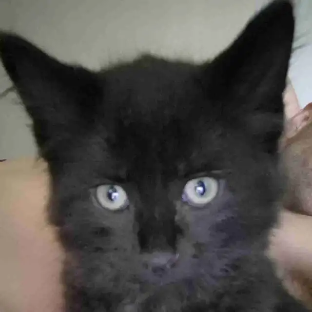 1 black male kitten available