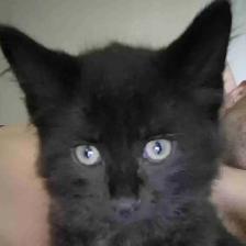 1 black male kitten available