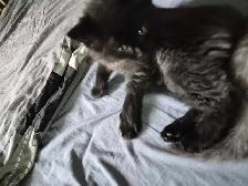 1 black male kitten available - Photo 2