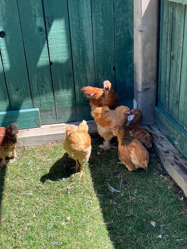 roosters