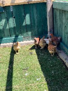 roosters - Photo 3
