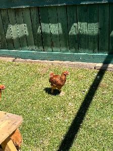 roosters - Photo 4