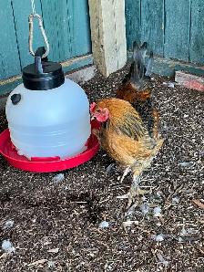 roosters - Photo 7