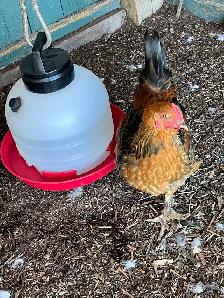 roosters - Photo 9