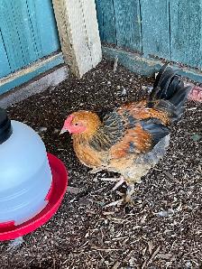 roosters - Photo 10