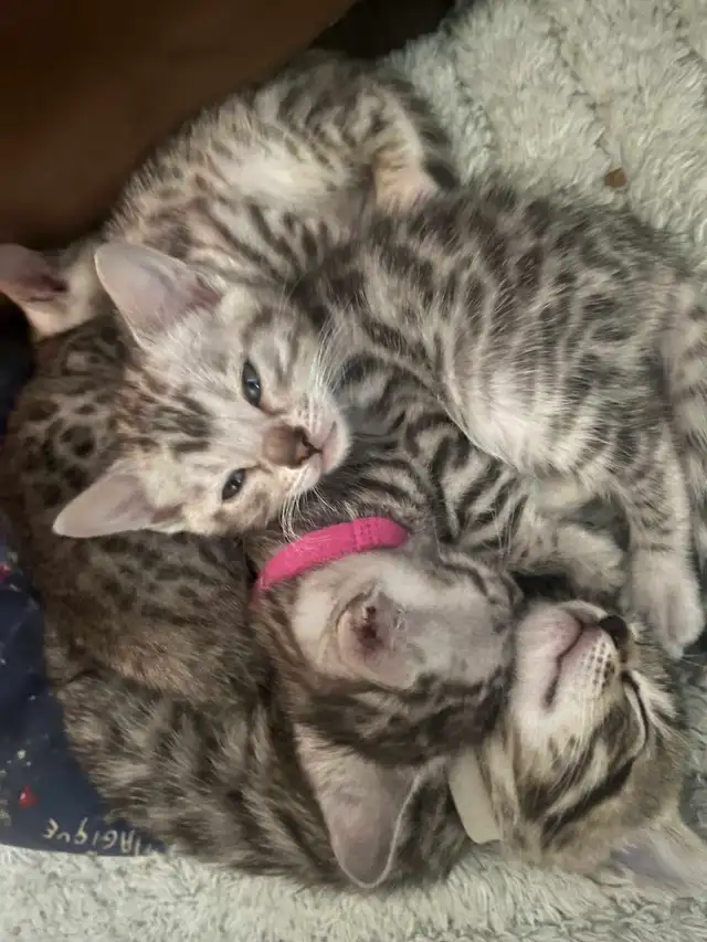 bb bengal à réserver