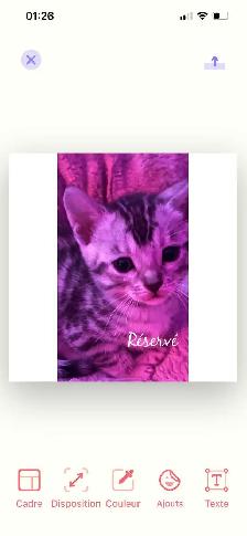 bb bengal à réserver - Photo 2