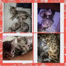 bb bengal à réserver - Photo 3