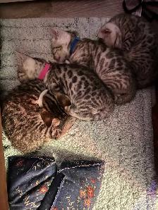 bb bengal à réserver - Photo 4