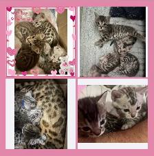 bb bengal à réserver - Photo 5