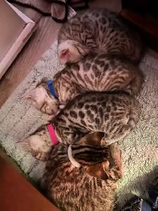 bb bengal à réserver - Photo 6