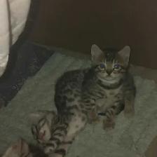 bb bengal à réserver - Photo 8