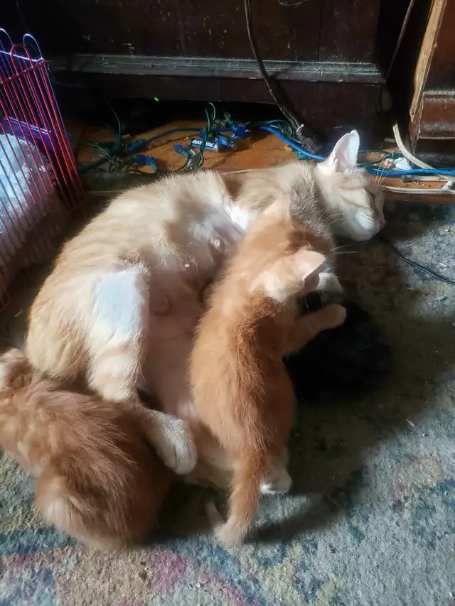 BANGLE/ DOMESTC KITTENS 4 SALE