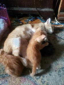 BANGLE/ DOMESTC KITTENS 4 SALE