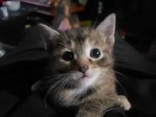 BANGLE/ DOMESTC KITTENS 4 SALE - Photo 2