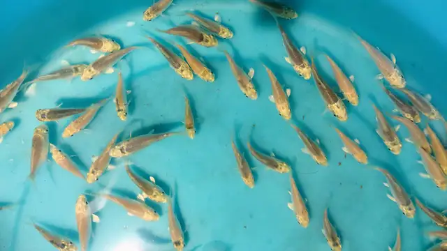 Baby Koi fish for sale