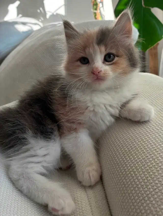 Chaton Sibérien Hypoallergene