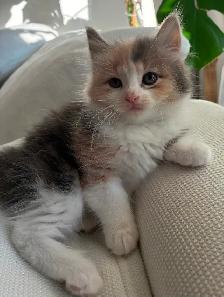 Chaton Sibérien Hypoallergene