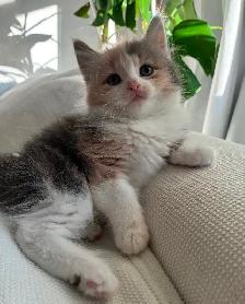 Chaton Sibérien Hypoallergene - Photo 2